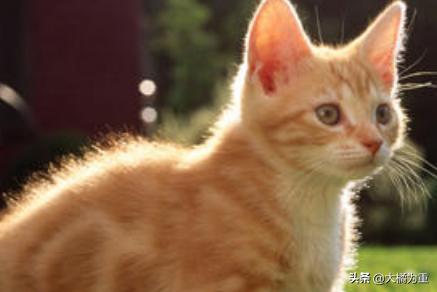 幼猫 信必治:猫咪过敏怎么办？如何治疗猫咪过敏？