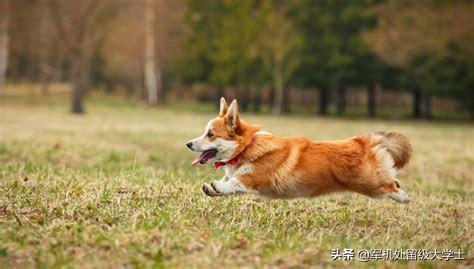 卡迪威尔士柯基犬:柯基狗为什么在进化中没死掉？