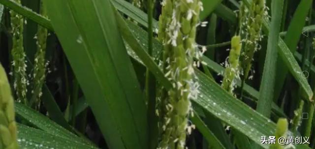 种植水稻补锌技巧，烂泥田掺沙对水稻生长有什么好处？