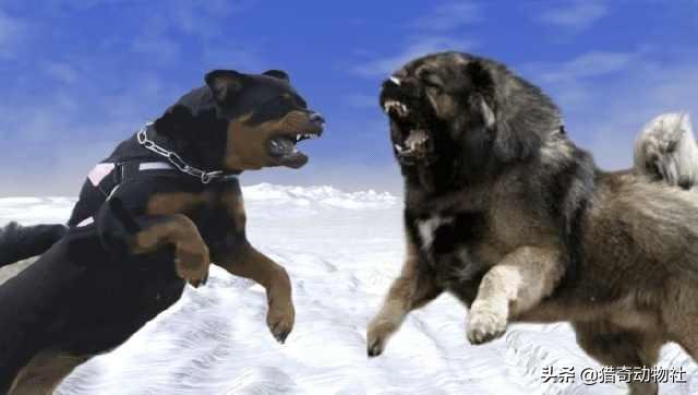 央视高加索犬vs藏獒:高加索犬能够击败北美灰狼吗？