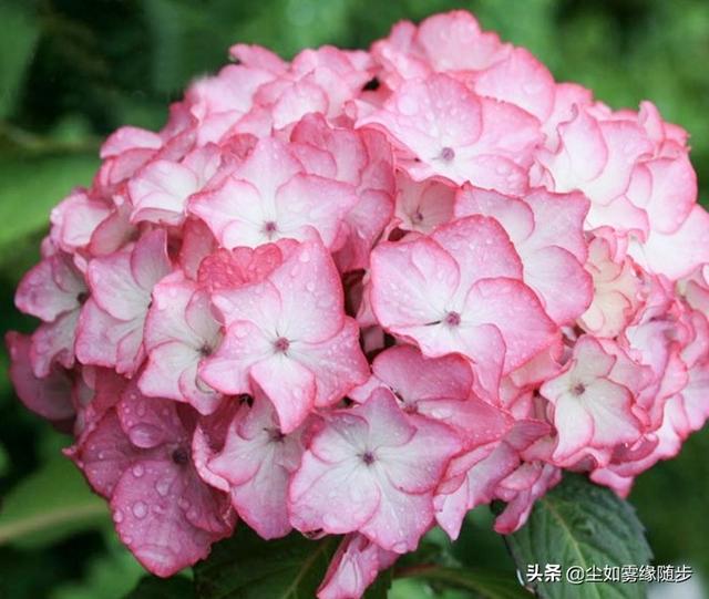 头条问答 - 含羞叶绣球怎样过冬?(5个回答)