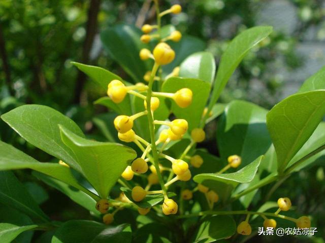 米兰掉叶子是怎么回事啊,米兰下面的叶子掉光了怎么办？