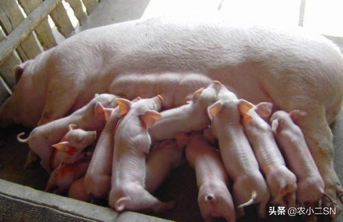 什么原因导致死胎呢:母猪生仔有死胎是什么原因？产仔数量少有什么改善方法吗？