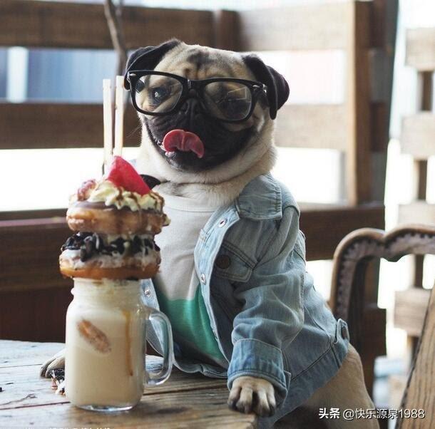 狗狗沙皮图片:如何区分沙皮狗和巴哥犬？