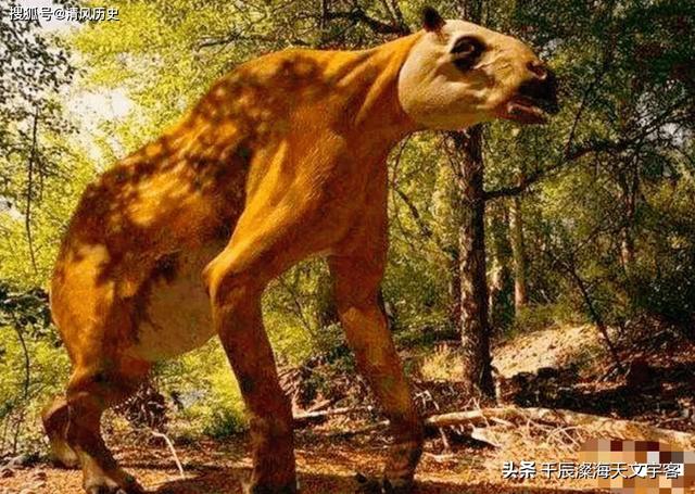 神农架目击紫色麒麟，“驴头狼”已灭绝50万年，却又出现在神农架地区，这警示着什么