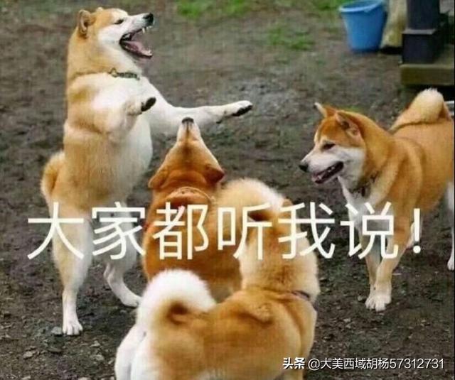 青岛格力狗:格力犬跑的快慢原因及怎么选？