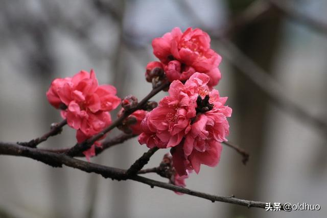怎么可以写花的诗句？