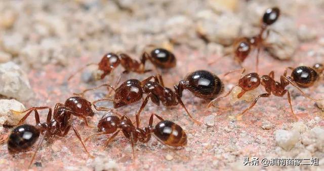 红火蚁有多厉害，红火蚁大家知道吗？我们该如何做好红火蚁防控及被咬伤后怎么办？