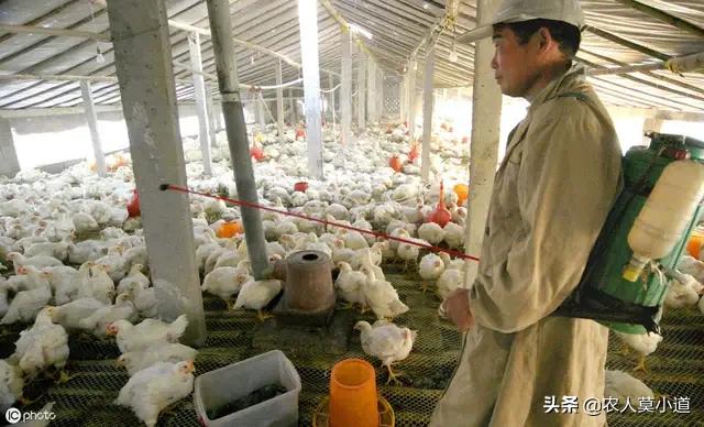 养鸡兽医专家在线咨询:为什么感觉农村养鸡时，鸡很容易生病，有哪些防治方法吗？