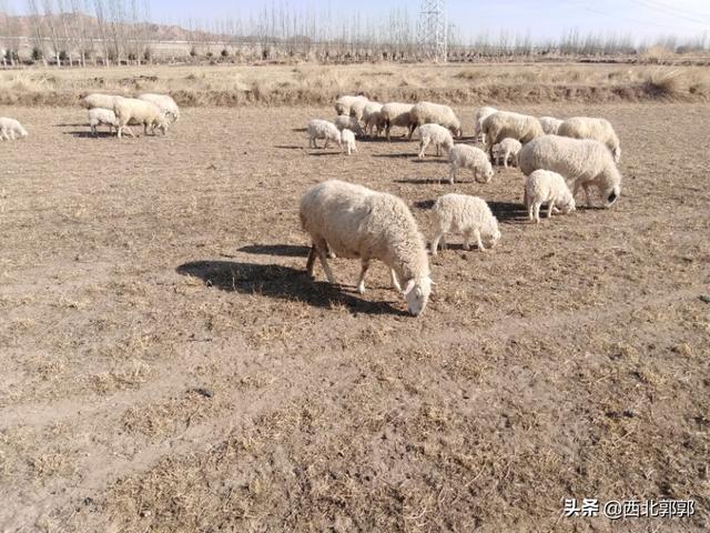 是羊大一点还是狗大一点极速:是羊大一点还是狗大一点 在农村，买羊为什么有买大不买小，买少不买老的说法？
