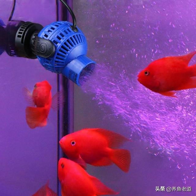 鹦鹉鱼常见病及症状图片:我的元宝鹦鹉鱼得了鼓眼病，腮也鼓，咋治？