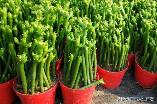 光棍树:光棍树是什么样的一种植物？