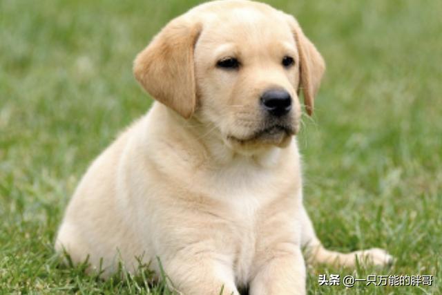 奥达猎犬怎么训练:二哈可以训练成为猎犬吗？为什么？