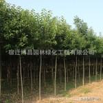 大脱粪:大叶女贞树上粪大了落叶怎么办