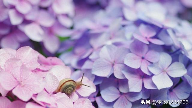 花鸟鱼虫:最近生活领域的问题都是花鸟鱼虫，梅兰竹菊，盆景佛珠。怎么办？ 花鸟鱼虫图片