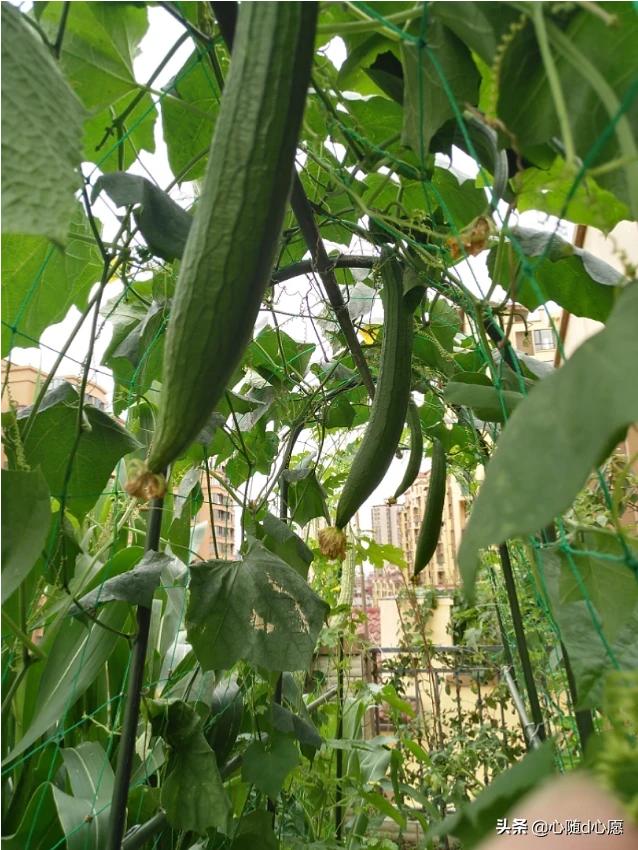 我家住在顶楼，最近想在楼顶搞一个空中花园，能否请大家提供好思路？插图61