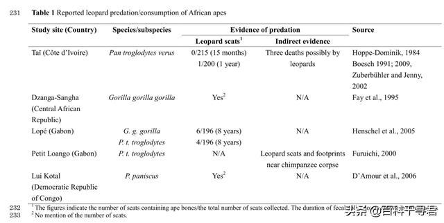 克罗斯河大猩猩:为什么感觉花豹经常能轻易杀死黑猩猩和大猩猩并且捕食？