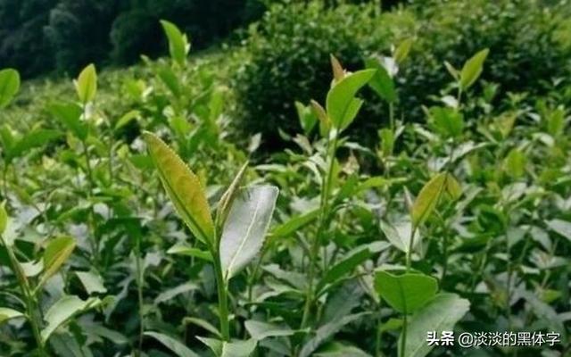 茶的生长条件,茶树栽培，茶树养分需求特点是怎么样的？