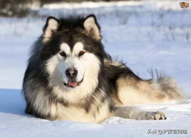1岁阿拉斯加雪橇犬性格:阿拉斯加犬的性格怎么样？