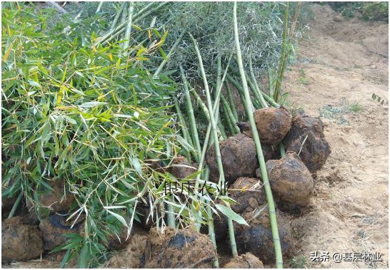微风淡水竹:凉白开能水培绿植吗？都有哪些？