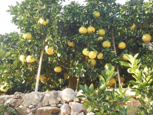 头条问答 文且柚的栽培环境怎么选择 徒步四方的回答 0赞