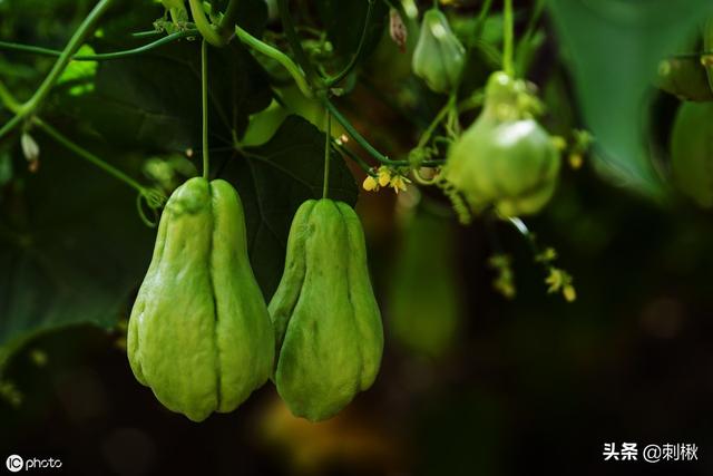 头条问答 佛手瓜用什么肥 14个回答