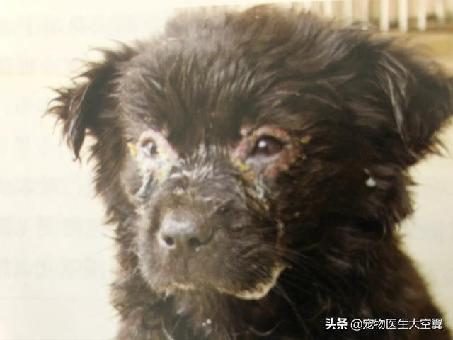 犬传染性气管支气管炎是什么:狗狗容易得哪些传染病？都有什么症状？