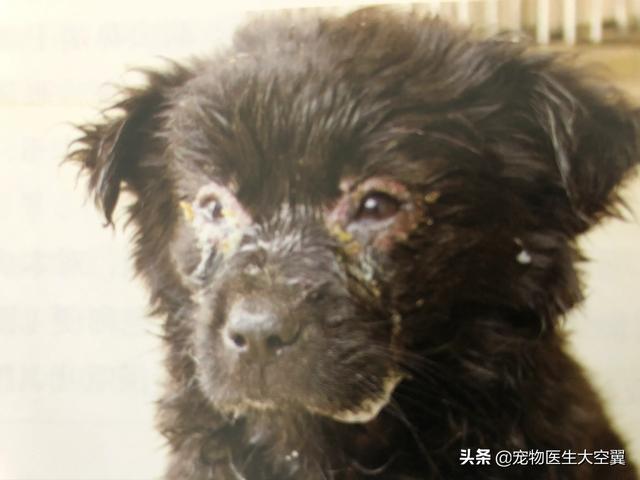 犬传染性气管支气管炎是什么:狗狗容易得哪些传染病？都有什么症状？