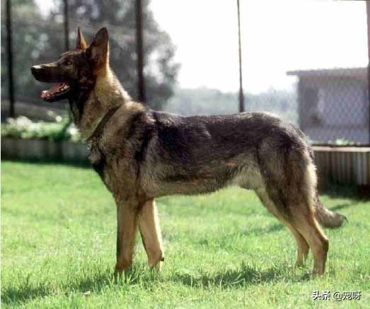 昆明犬图片:我国的昆明犬打得过比特犬吗？