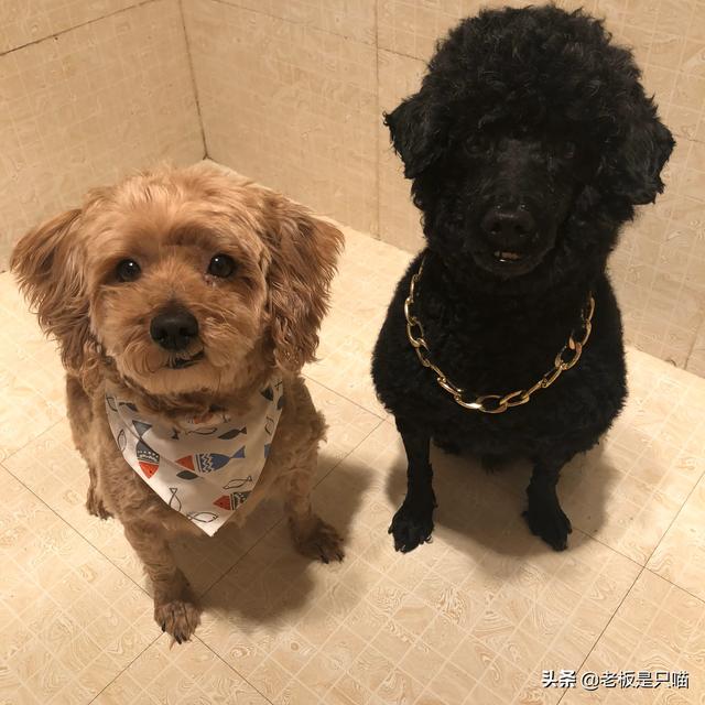 小金毛犬图片:小金毛犬图片大全 小金毛犬得细小有什么症状？