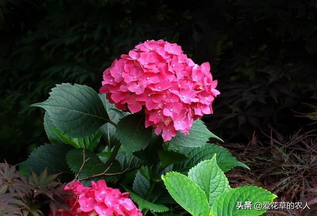 八仙花图片:八仙花图片和介绍 八仙花得了白粉病，该怎么治？