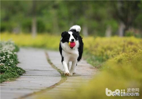 边牧怎么用犬虫一扫光:边境牧羊犬的驯养方法有哪些，喜欢的朋友了解了吗？ 边牧犬驱虫的方法