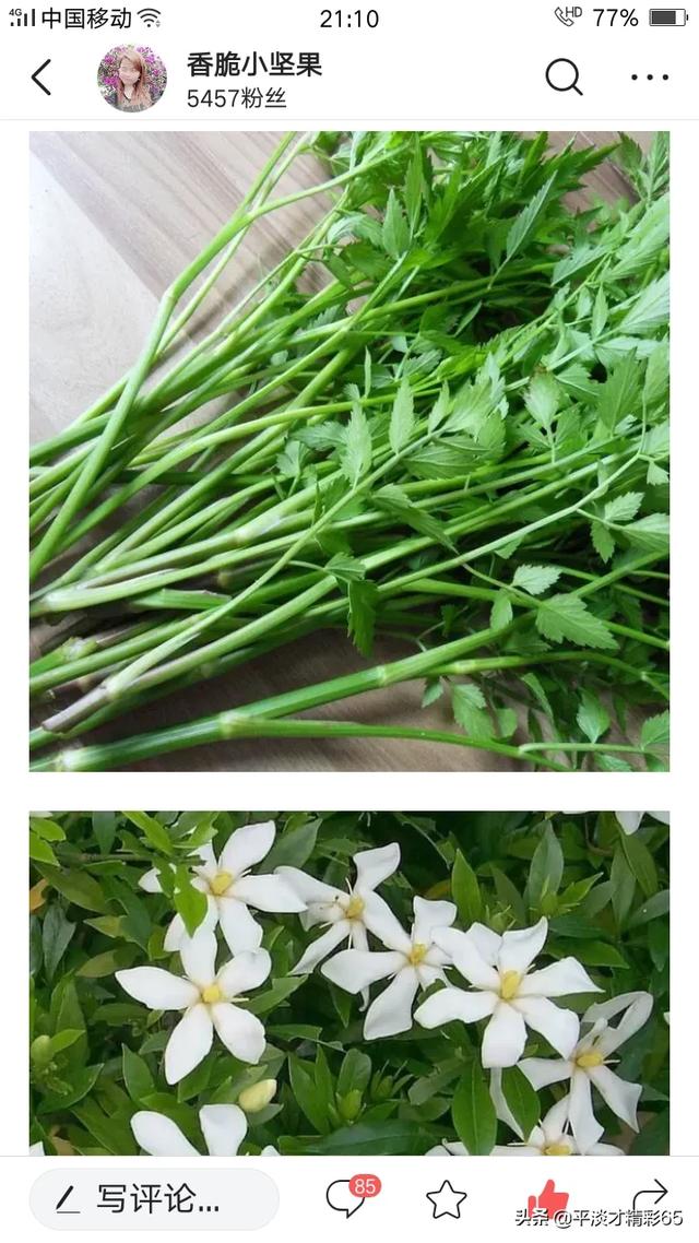 野马齿苋图片:春暖花开，这些野菜你吃过几个？