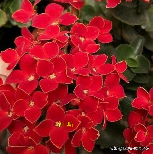 大叶红色单瓣长寿花对光照的要求很严格吗，注意什么？
