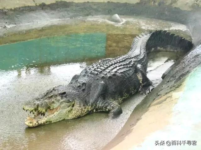 美国防暴犬厉害吗:尼罗鳄古斯塔夫和湾鳄洛龙谁更厉害？