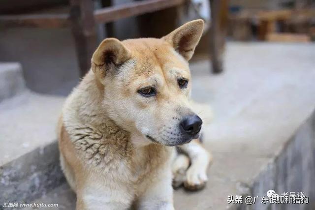 中型警卫犬:第一次养狗如何选择狗狗品种？