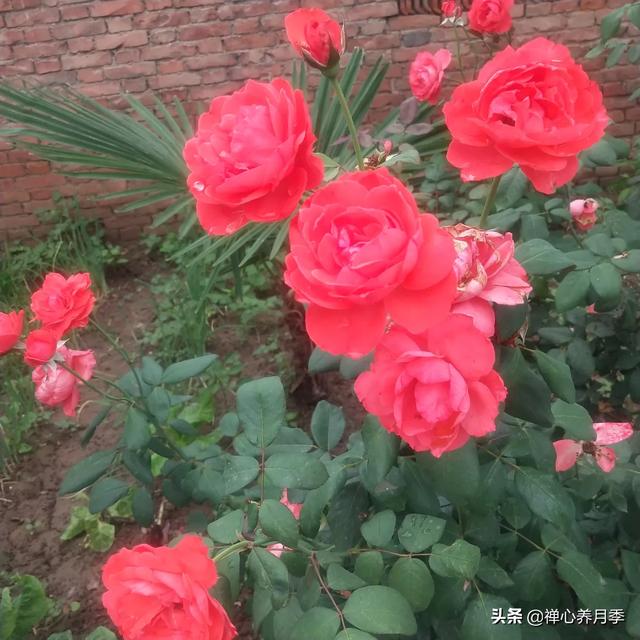 最香的几款月季品种是什么？插图135
