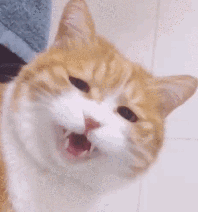 爱洗澡的猫猫 关店:为什么猫猫狗狗喜欢在主人洗澡的时候守在卫生间门口？