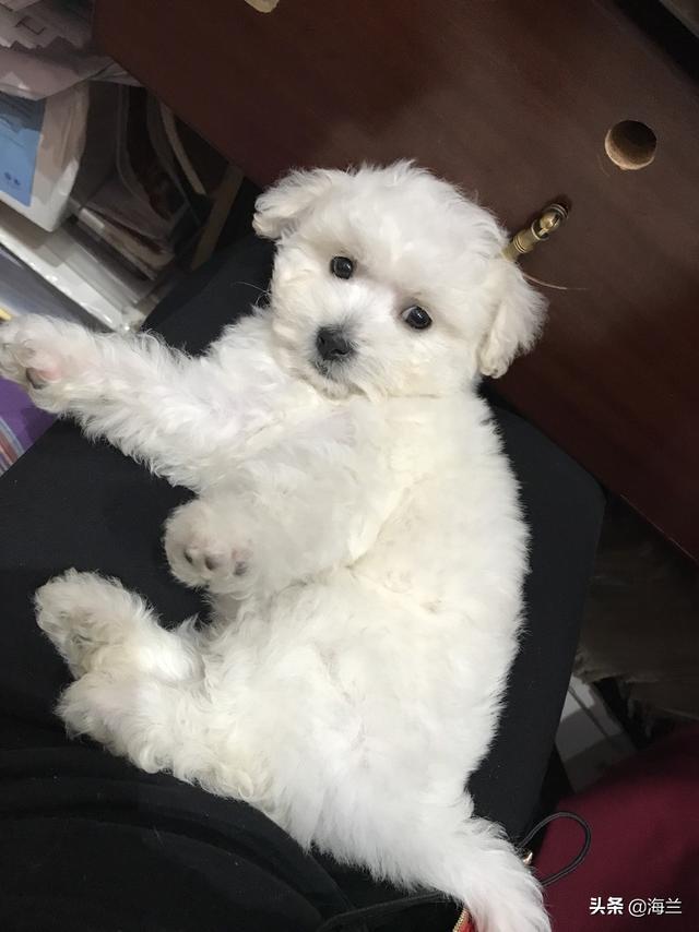 2个月的比熊好养吗:4岁的比熊犬和2个月的贵宾犬相比，哪种狗狗比较容易养？