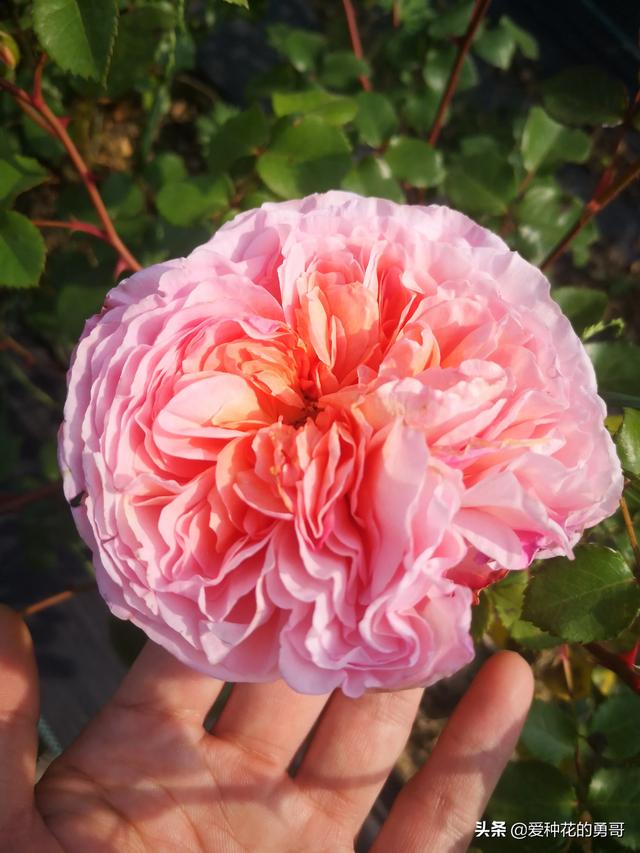 最香的几款月季品种是什么？插图18