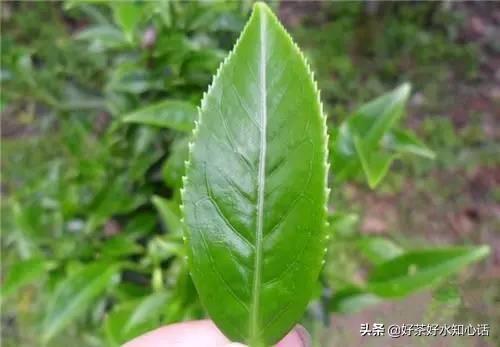 请茶友推荐有什么性价比高的凤凰单丛茶,谢谢？