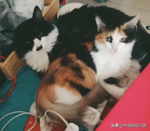 猫癣会传染大猫吗:家里有一只猫了，再带回去一只小猫，会打架吗？