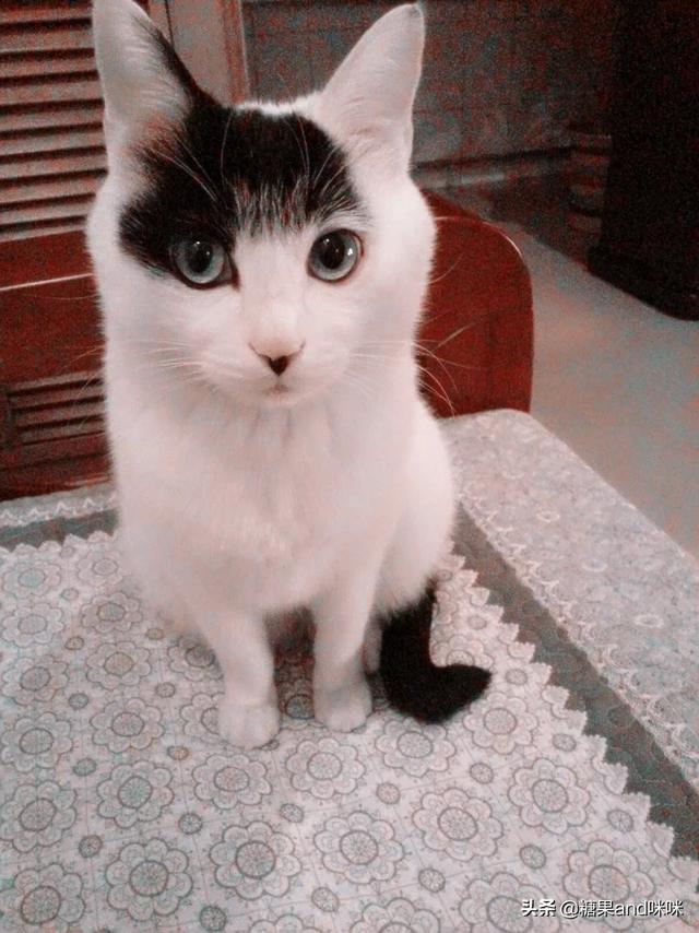 乡下怎么养猫:住在农村，四只俩月大的小猫咪送不出去，又养不了那么多怎么办？ 乡下养猫怎么防止逃跑