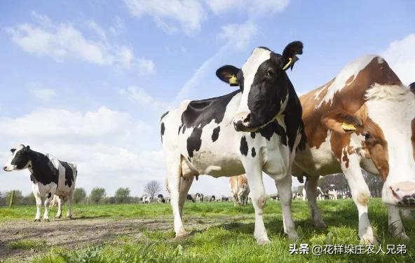 奶牛多少钱:奶牛养殖成本及利润分析，养奶牛赚钱吗？