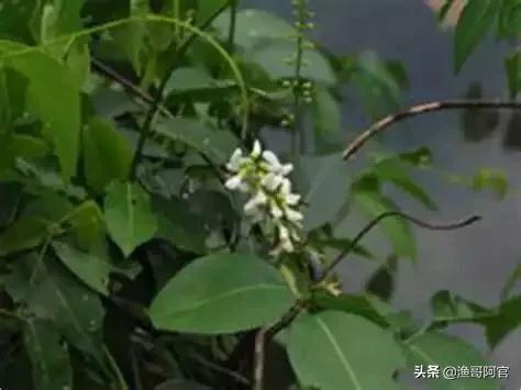 须鳗虾虎鱼:水产养殖，什么药可解鱼藤酮毒？