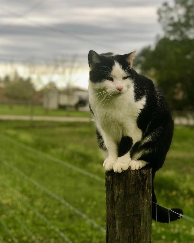 你什么时候被猫的智商震惊了？插图3