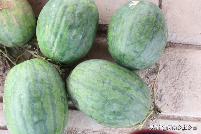 百年前的顶级西瓜长啥样，怎么种植西瓜才能高产要预防哪些病虫害