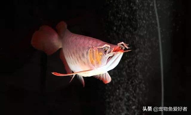 金龙鱼在国外值钱吗？