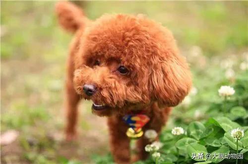 贵宾犬怎么养毛发好:怎样做才能让泰迪犬的毛发更漂亮？