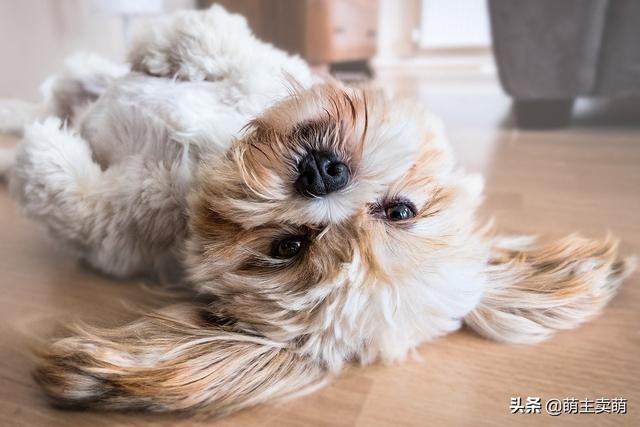 雪纳瑞幼犬狗粮排名:狗狗各个年龄段该喂什么狗粮？ 雪纳瑞幼犬吃多少狗粮